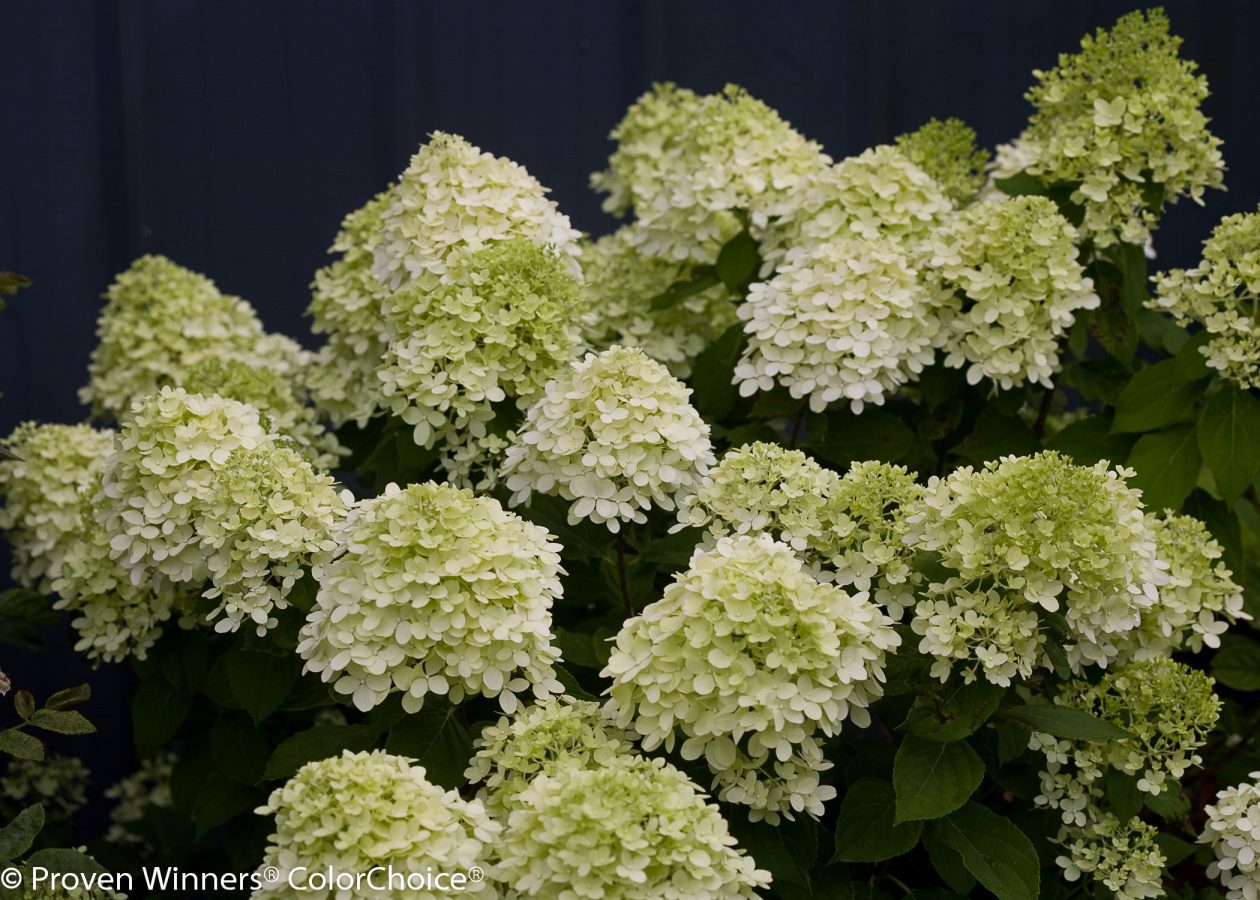 Hydrangea paniculata ‘Jane’ Piedmont Carolina