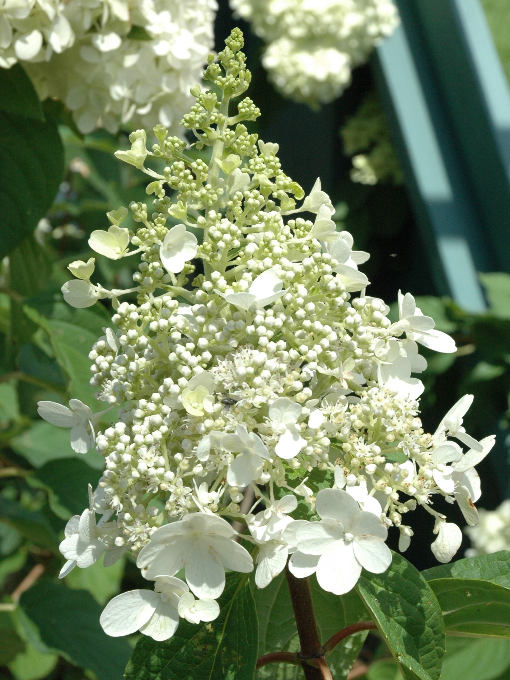 Hydrangea paniculata ‘DVPPINKY’ PP16166 Pinky Winky® Piedmont Carolina Hydrangea paniculata ‘DVPPINKY’ PP16166 Pinky Winky® Piedmont Carolina
