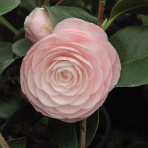 Camellia japonica ‘Greensboro Red’ – Piedmont Carolina