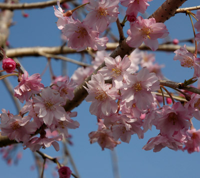 Prunus subhirtella ‘Pendula Plena Rosea’ | Piedmont Carolina