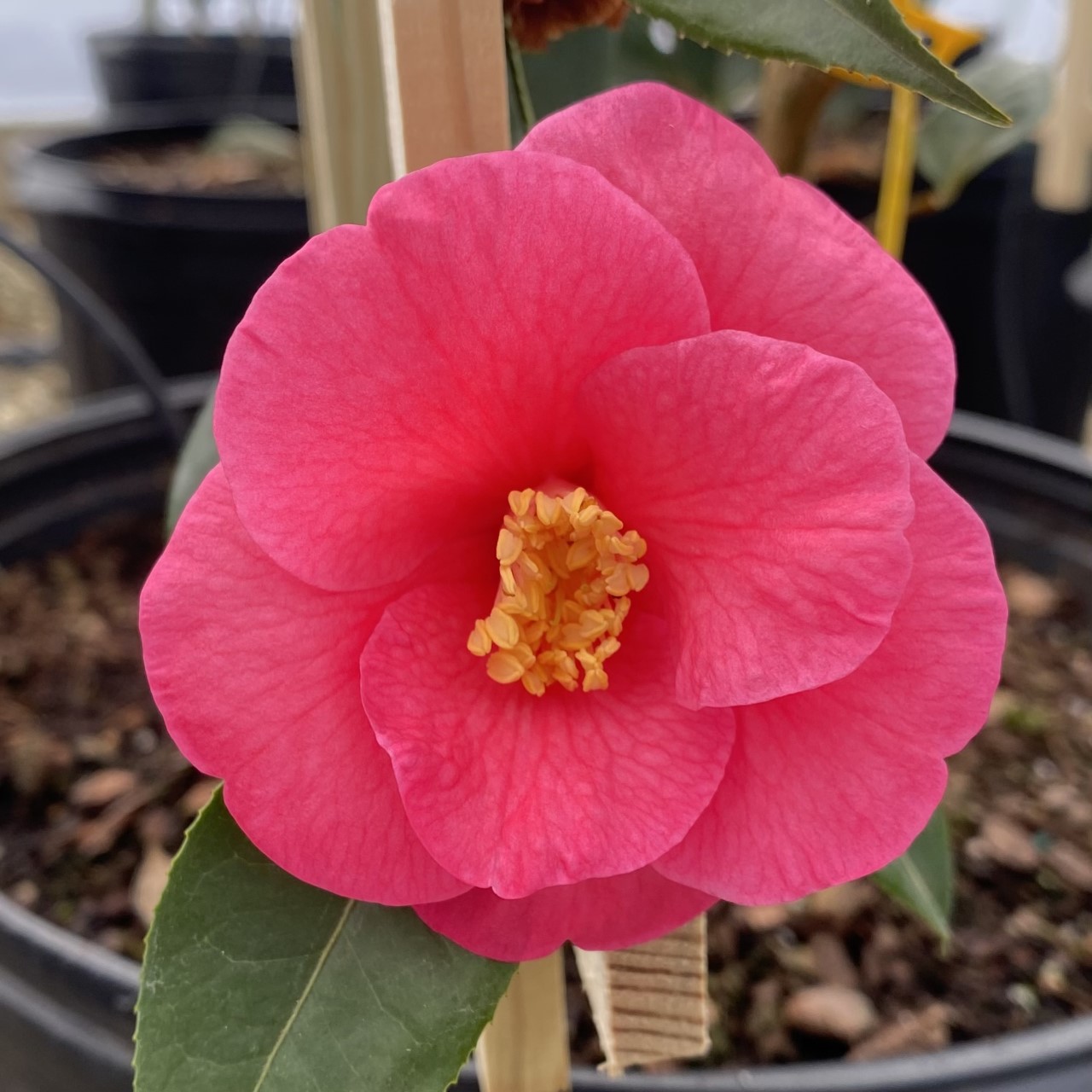 Camellia x ‘Crimson Candles’ Piedmont Carolina